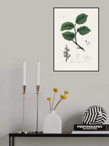 Ulmus Campestris Medical Botany Poster och Canvastavla