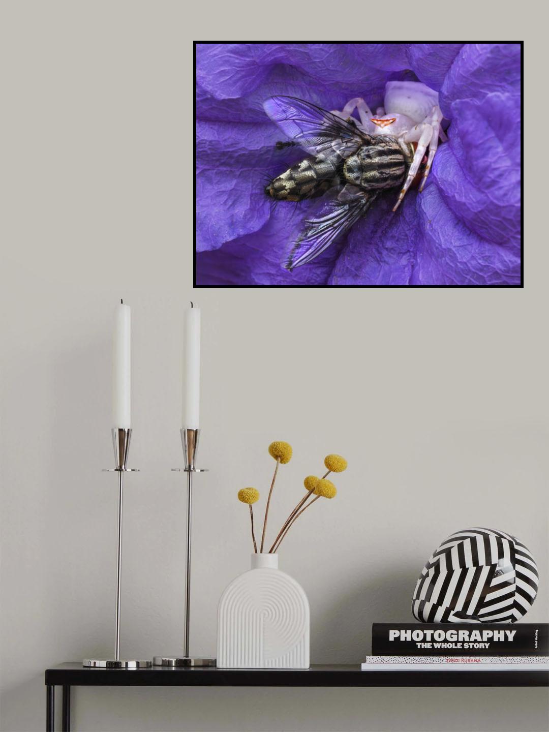 spider Poster och Canvastavla
