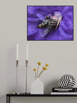 spider Poster och Canvastavla