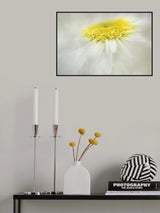 Shasta Daisy Poster och Canvastavla