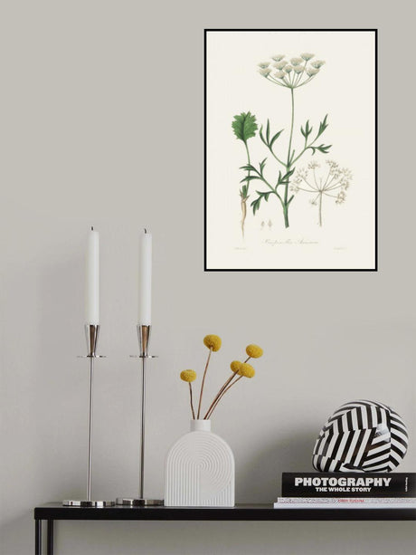 Aniseed (pimpinella Anisum) Medical Botany Poster och Canvastavla