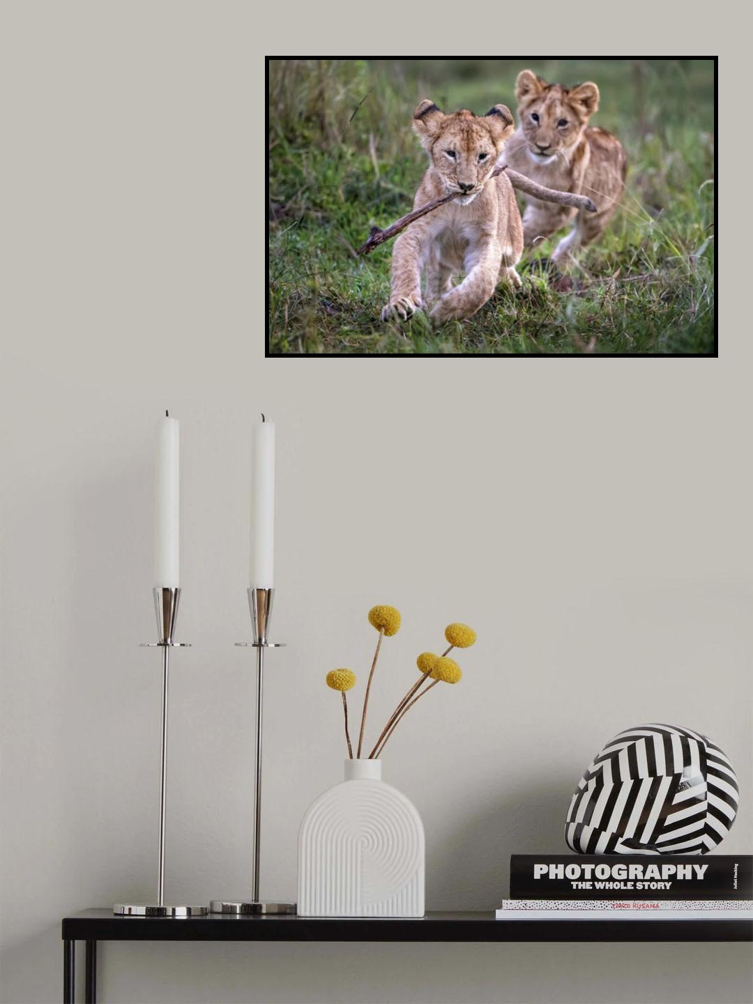 Lion cubs playing Poster och Canvastavla