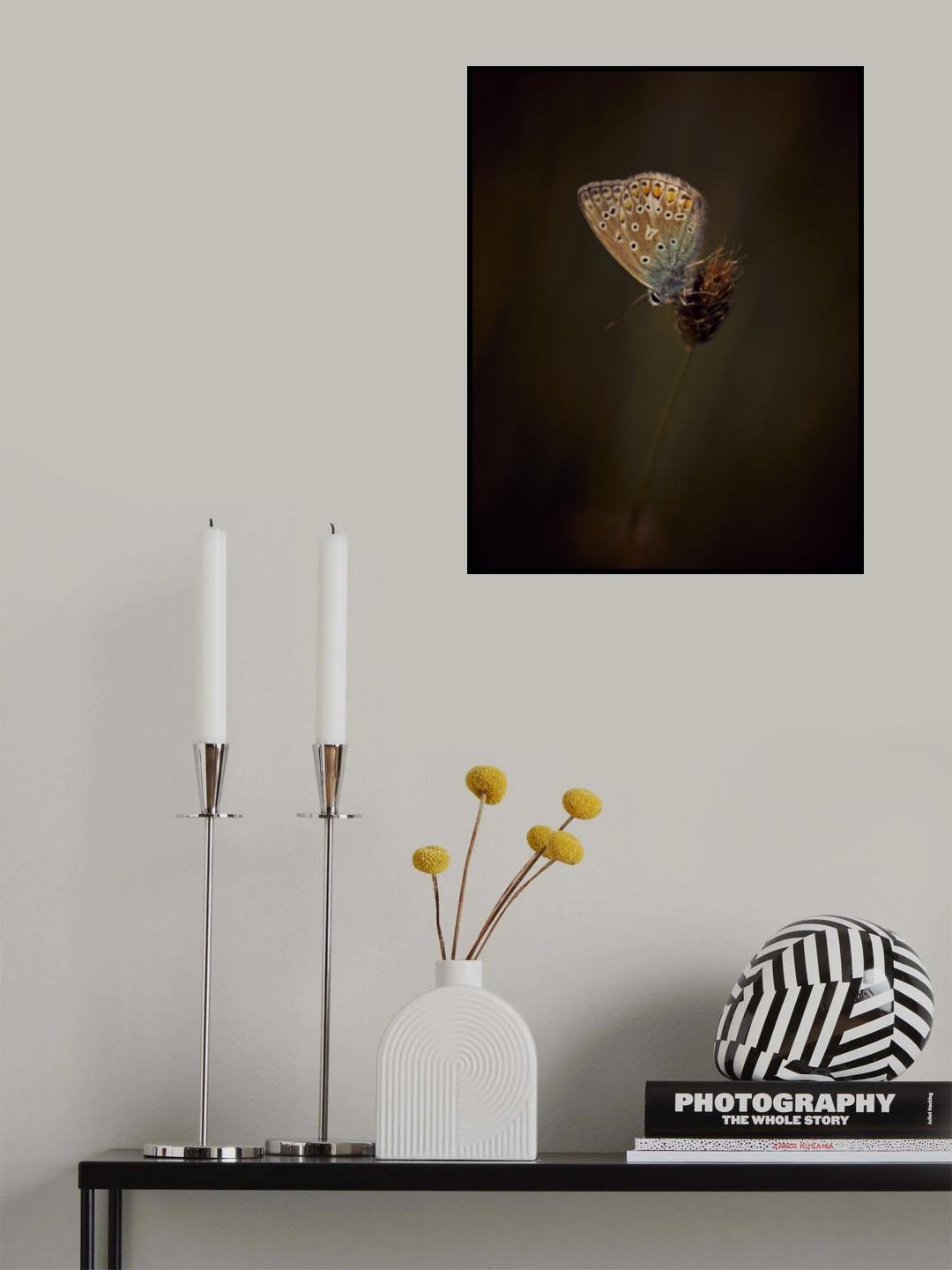 Evening Light Poster och Canvastavla
