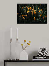 Golden Poppies Poster och Canvastavla