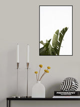 Travellers Palm Leaves Foliage Photo 07 Poster och Canvastavla