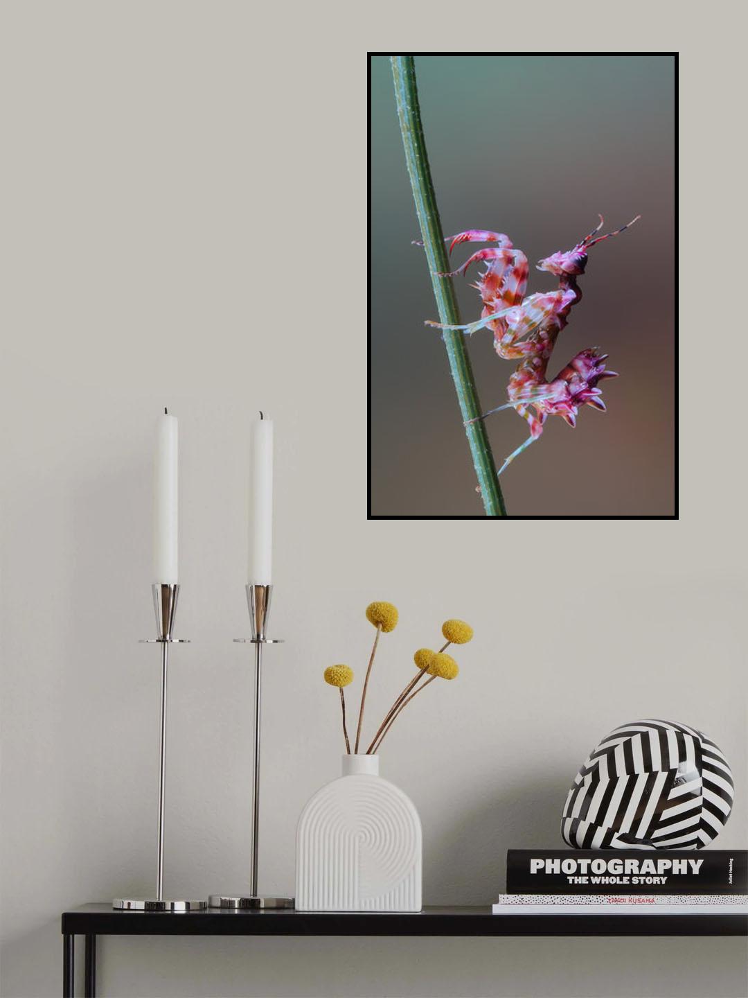 Pseudocreobotra nymph Poster och Canvastavla