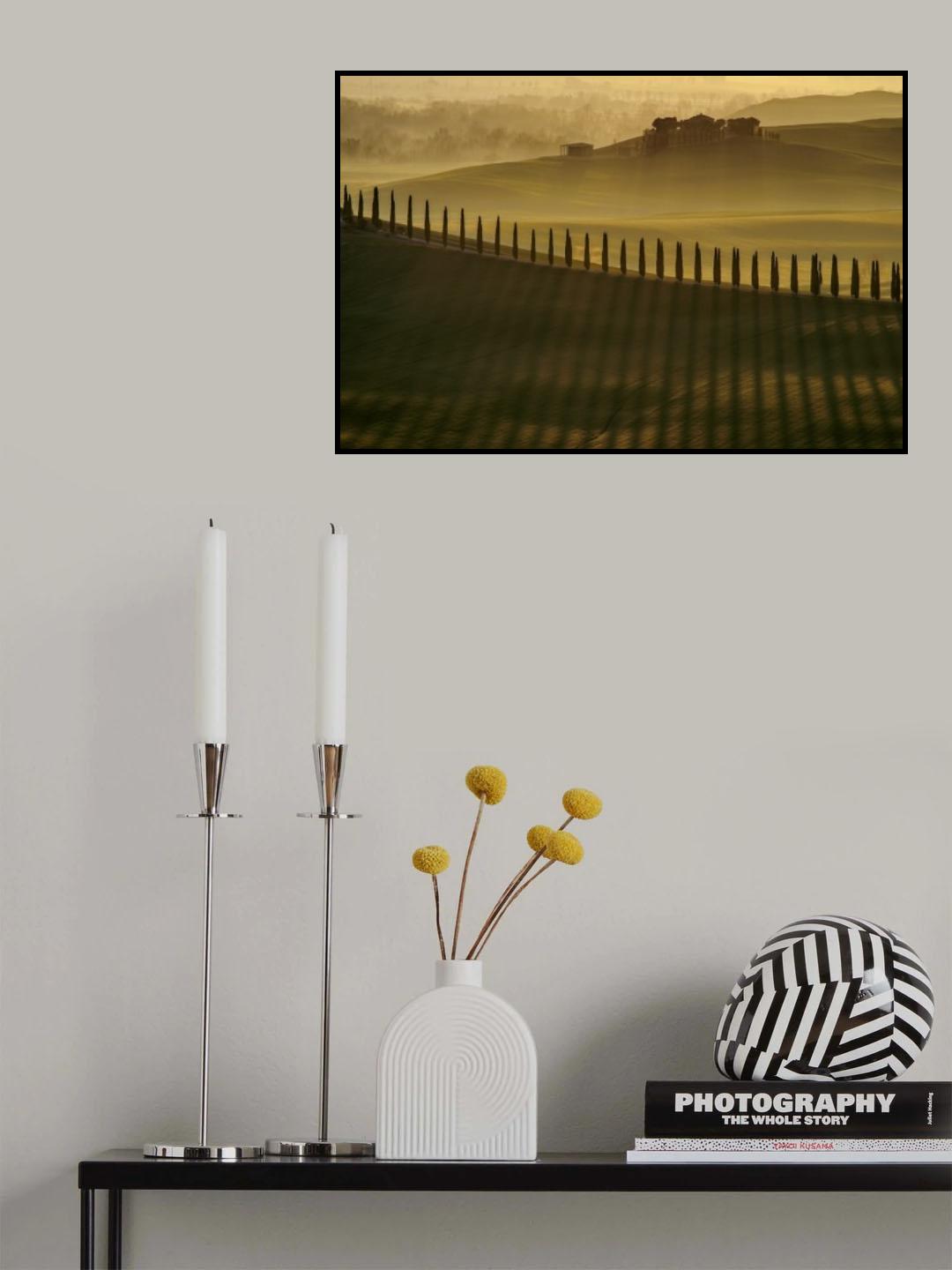 Cypress shadows Poster och Canvastavla