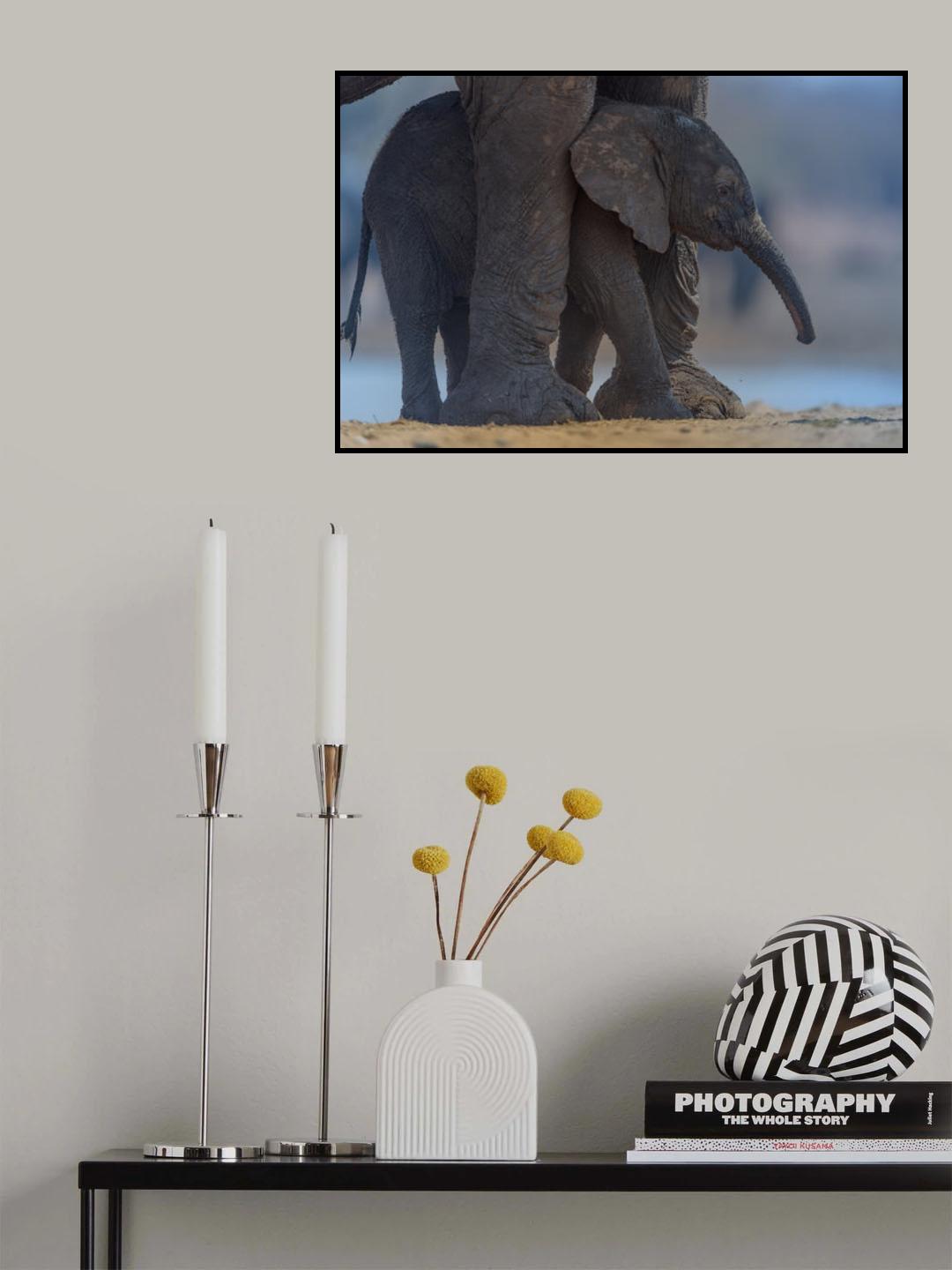 Elephant Calf with Mom Poster och Canvastavla