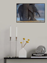 Elephant Calf with Mom Poster och Canvastavla
