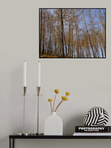burnt trees and sky background Poster och Canvastavla