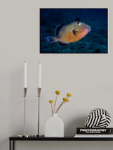 Blue triggerfish Poster och Canvastavla