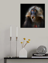 Geleda portrait Poster och Canvastavla