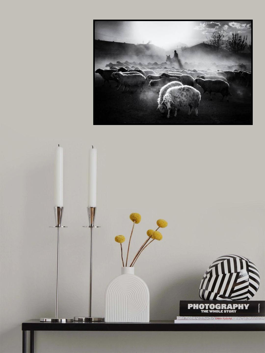 Sheep Herd Poster och Canvastavla