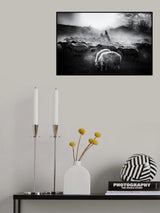 Sheep Herd Poster och Canvastavla