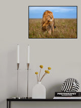 Lion with the wind in his mane Poster och Canvastavla