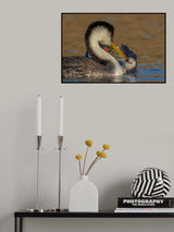 Feeding Poster och Canvastavla