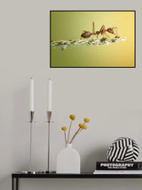 The Ant Poster och Canvastavla