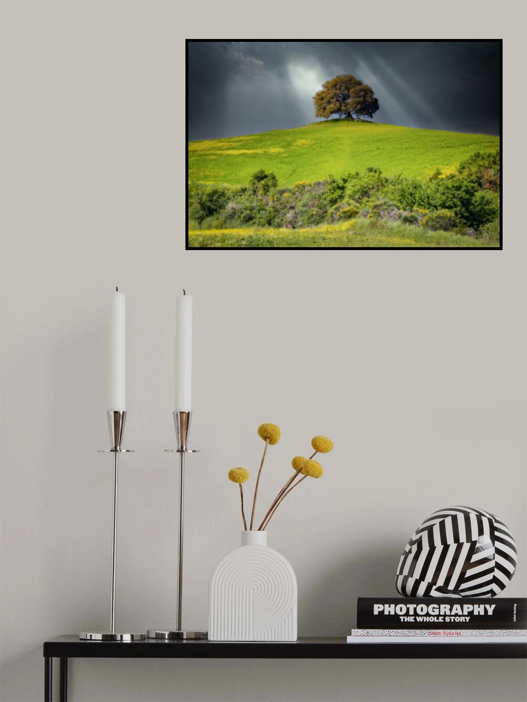 Il leccio Poster och Canvastavla