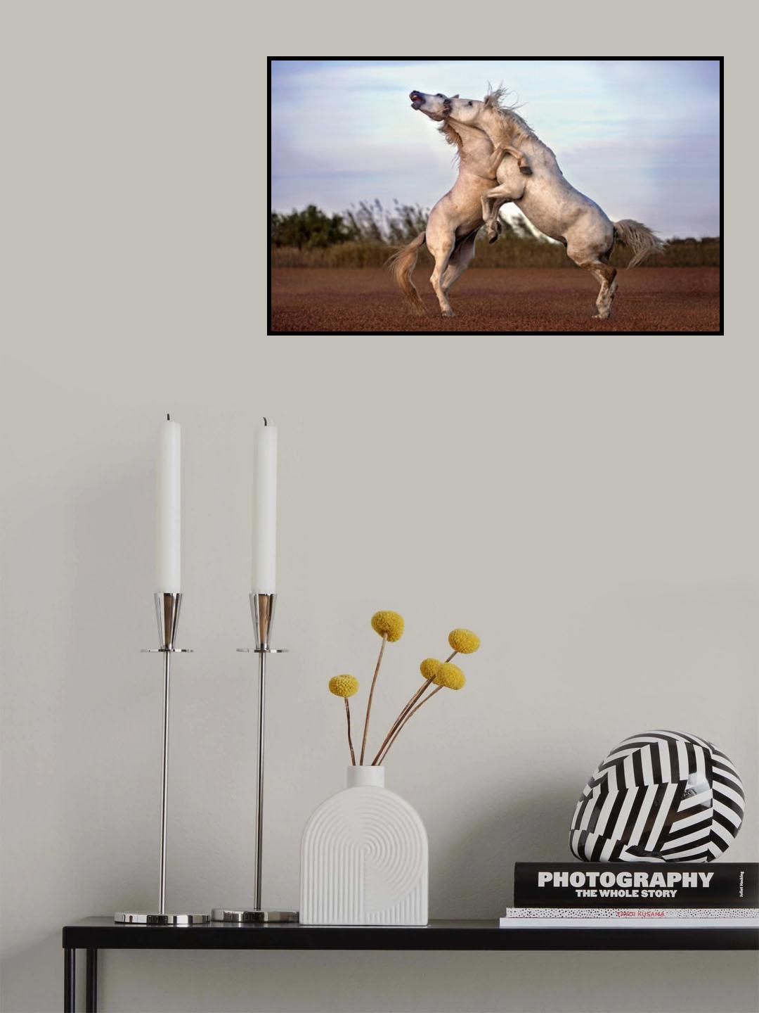 Horses fighting Poster och Canvastavla