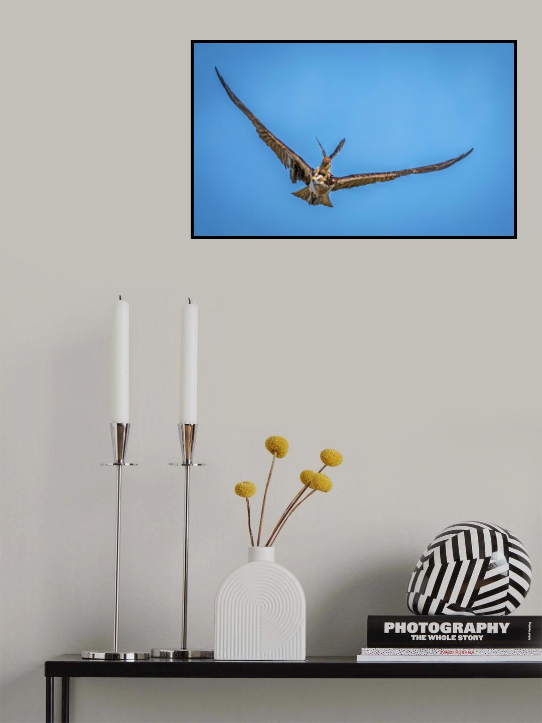 Kestrel Attacking Osprey Poster och Canvastavla