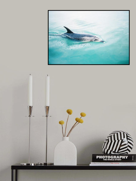 Dolphin N.Z. Northern Poster och Canvastavla