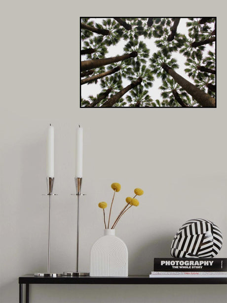 Trees Poster och Canvastavla