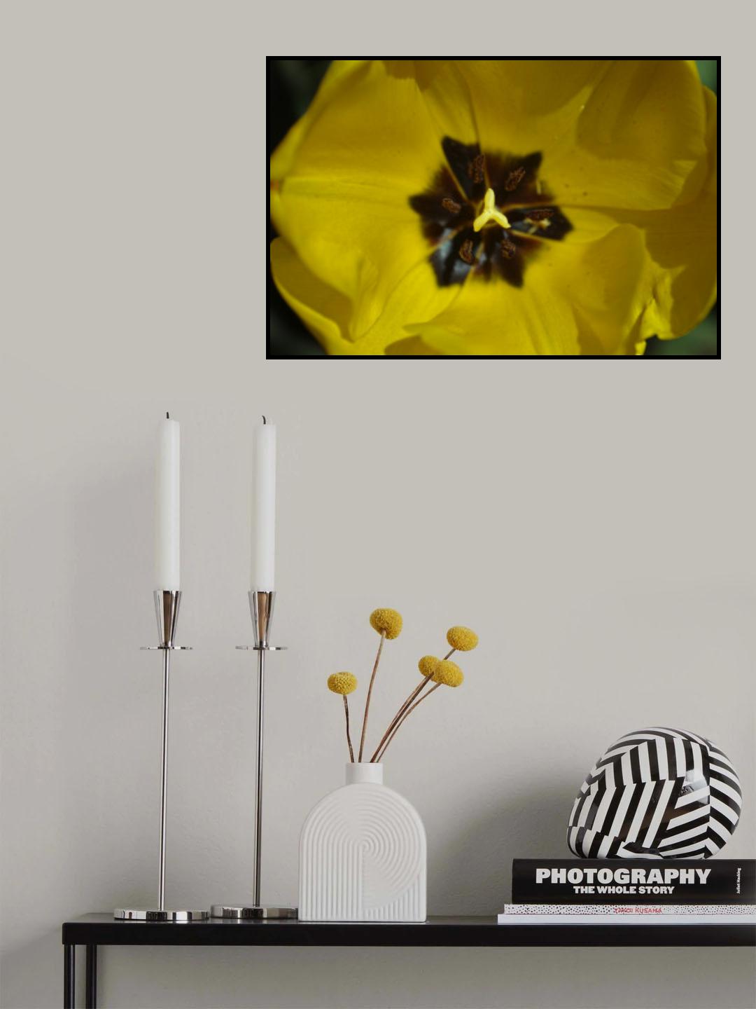 yellow tulip Poster och Canvastavla