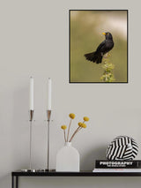 Common Blackbird Poster och Canvastavla