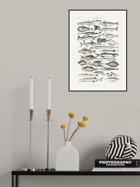 Sealife I Poster och Canvastavla