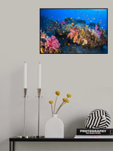 Colors of Soft Coral Poster och Canvastavla