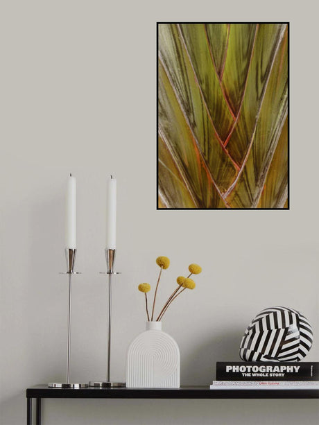 Ravenala Poster och Canvastavla