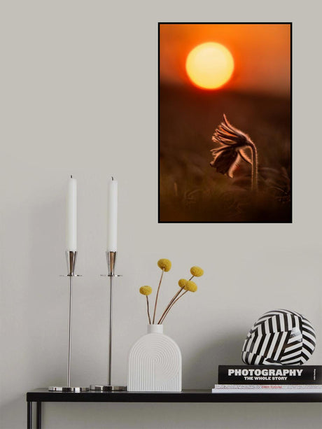 Pulsatilla nigricans Poster och Canvastavla