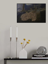 Ducks land Poster och Canvastavla