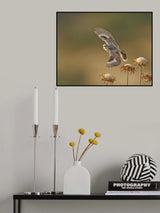 A young Woodchat Shrike looks into my camera Poster och Canvastavla