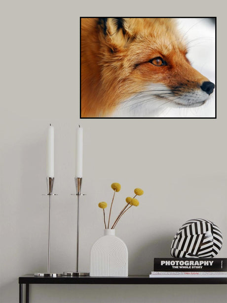 Red Fox Poster och Canvastavla
