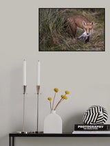 Red Fox with Quarry Poster och Canvastavla