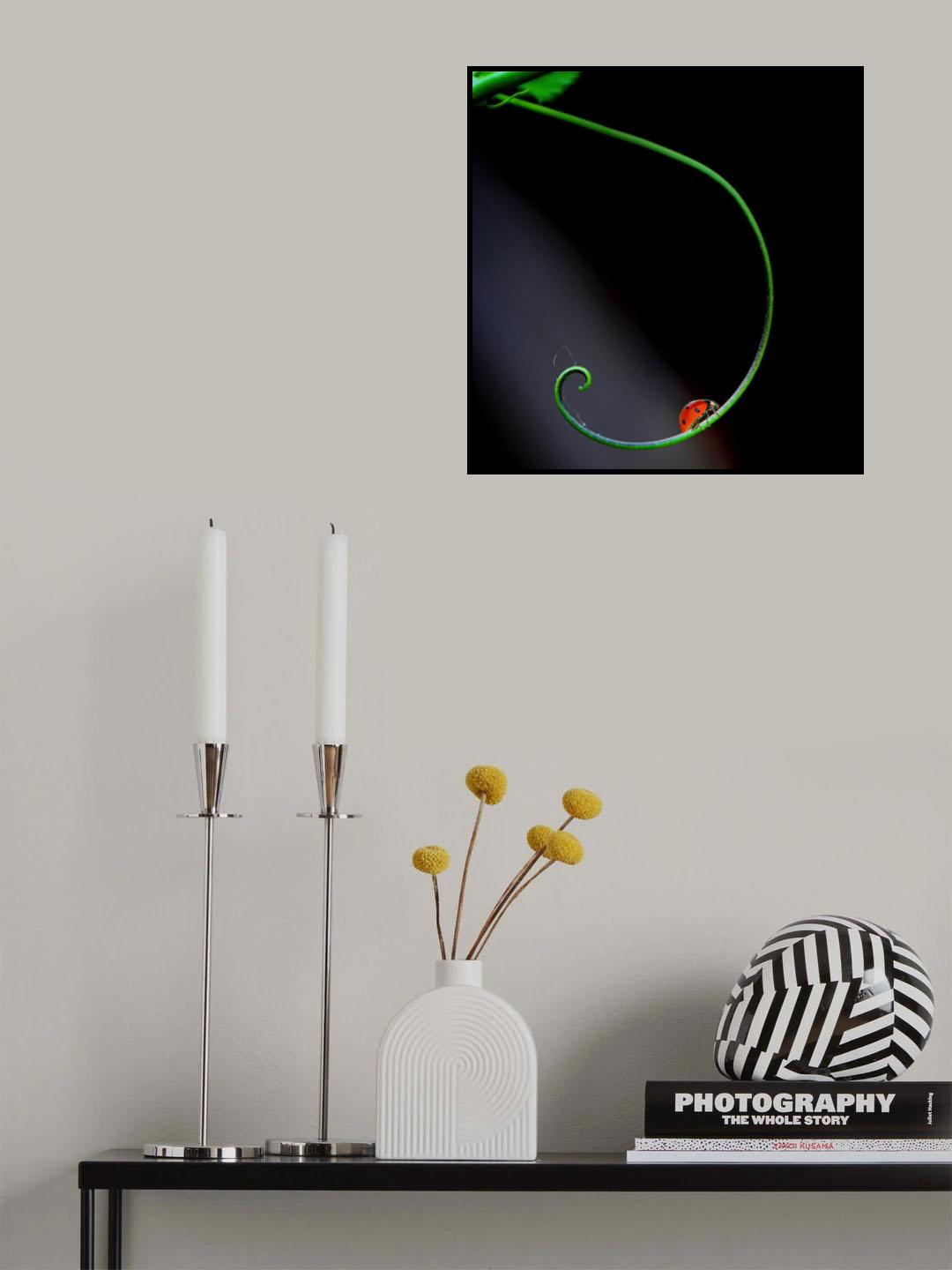 Lady Bug and Curve Poster och Canvastavla
