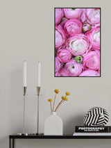 Pink ranunculus Poster och Canvastavla