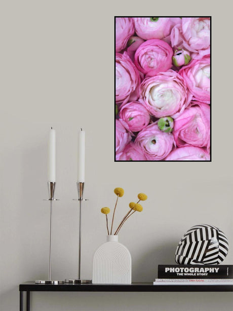Pink ranunculus Poster och Canvastavla