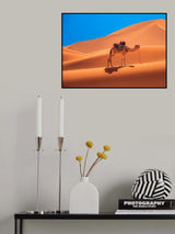 Lonely camel in the desert Poster och Canvastavla