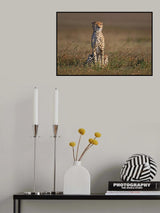 Waiting for prey Poster och Canvastavla
