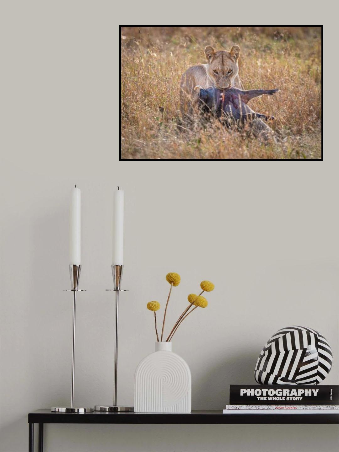 Warthogs and Lions Poster och Canvastavla