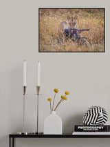Warthogs and Lions Poster och Canvastavla