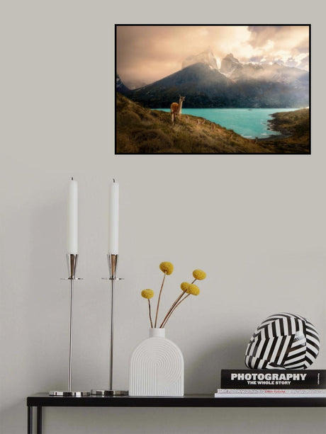 Alpaca at Torres del Paine II Poster och Canvastavla