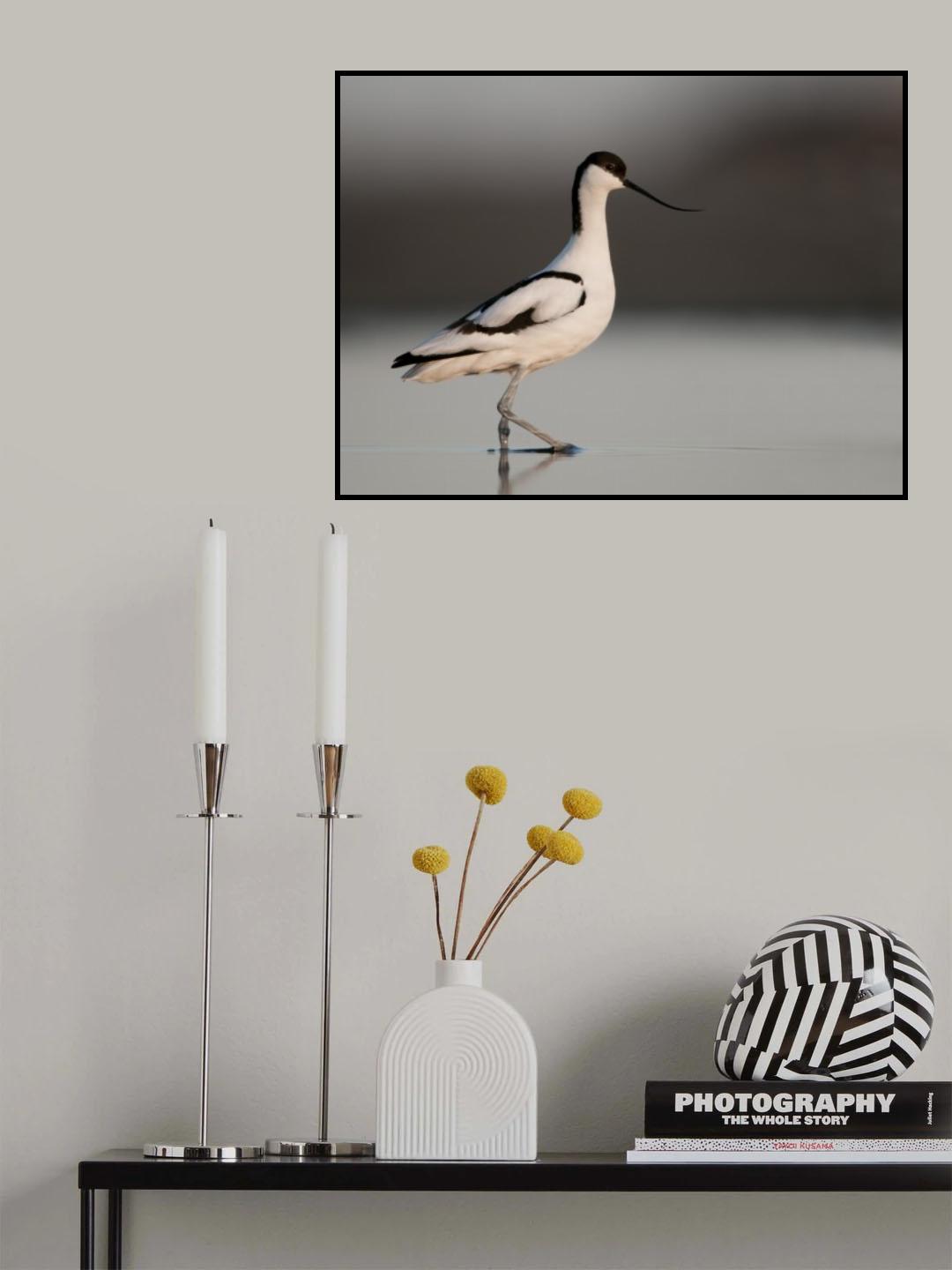 Pied Avocet Poster och Canvastavla