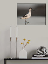 Pied Avocet Poster och Canvastavla