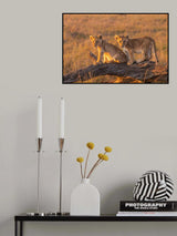 Lion Puppies Poster och Canvastavla