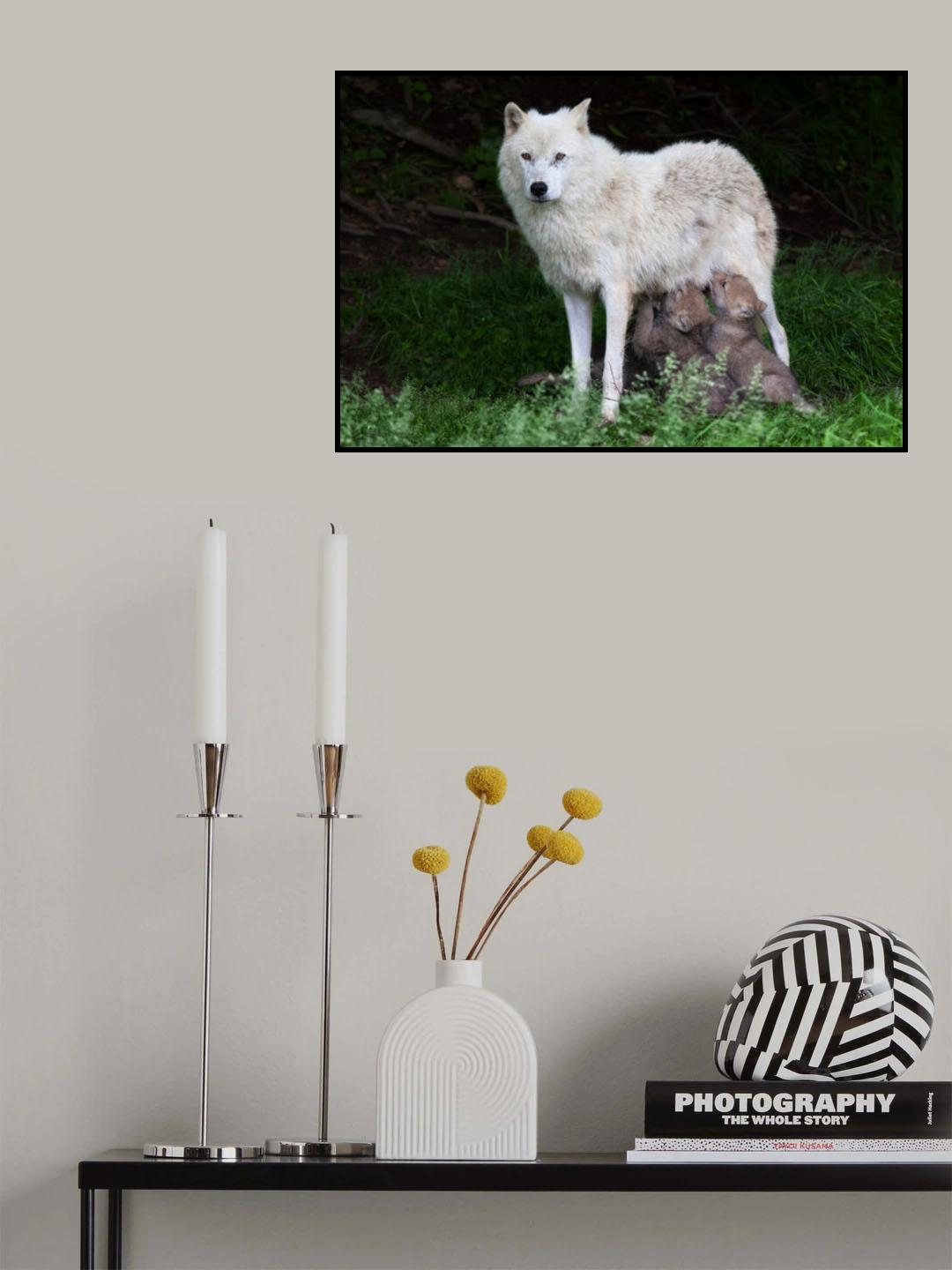 Arctic Wolves - Remus and Romulus Poster och Canvastavla