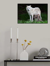 Arctic Wolves - Remus and Romulus Poster och Canvastavla