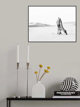lonely camel Poster och Canvastavla